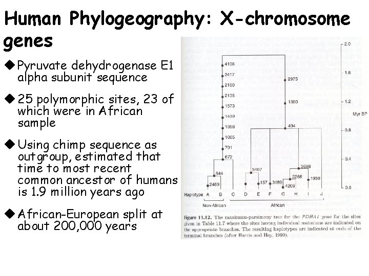 Human Phylogeography: X-chromosome genes u Pyruvate dehydrogenase E 1 alpha subunit sequence u 25