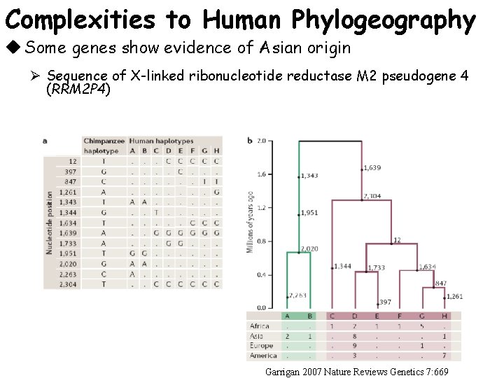 Complexities to Human Phylogeography u Some genes show evidence of Asian origin Ø Sequence