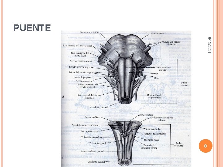 PUENTE 6/12/2021 8 