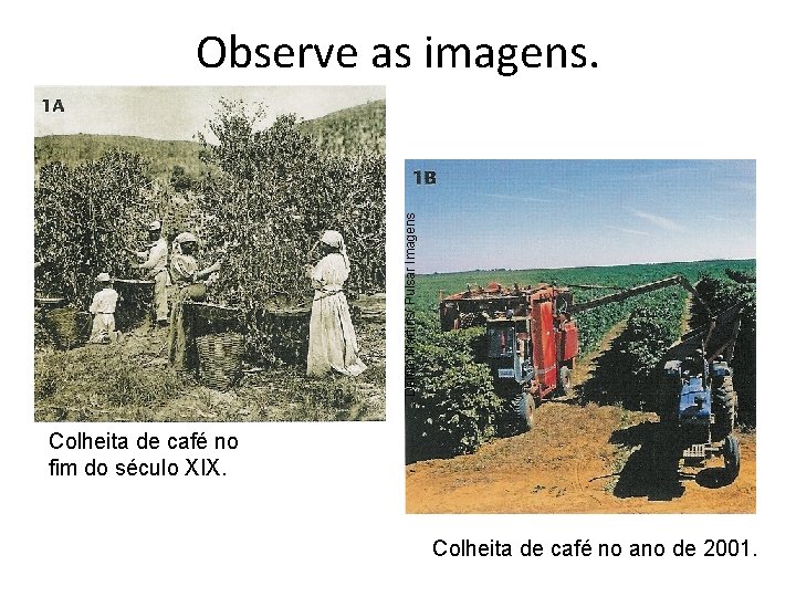 Delfim Martins/ Pulsar Imagens Observe as imagens. Colheita de café no fim do século