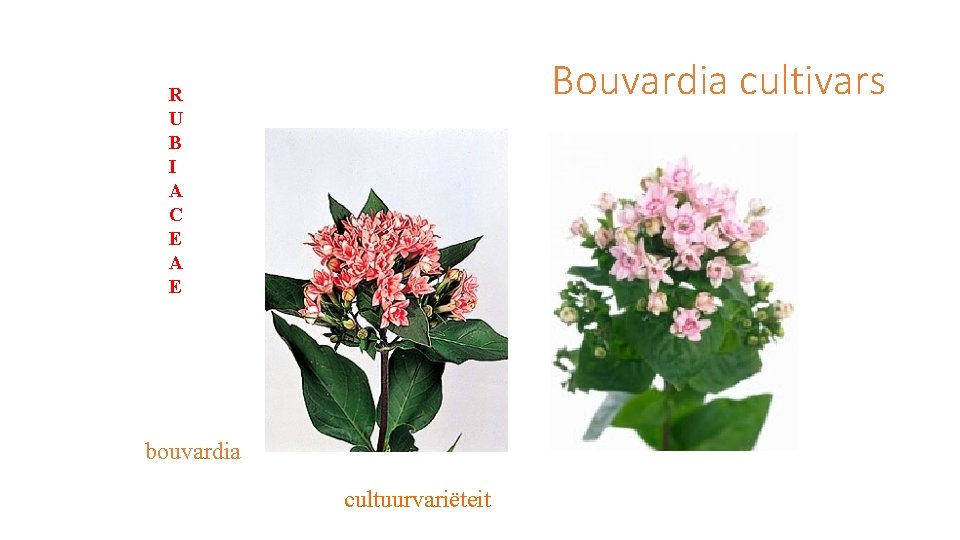 Bouvardia cultivars R U B I A C E A E bouvardia cultuurvariëteit 