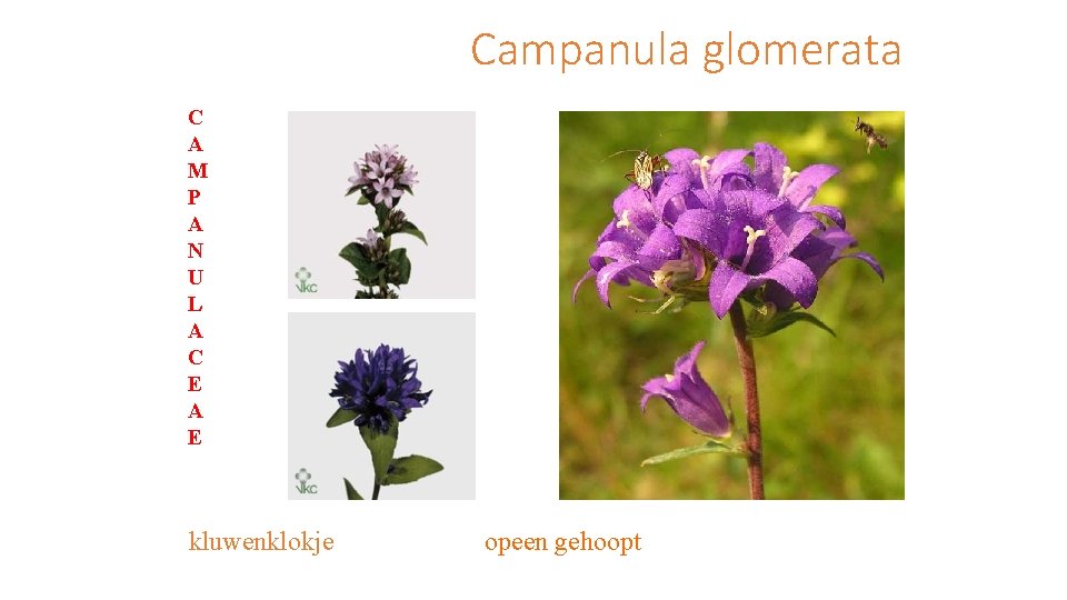 Campanula glomerata C A M P A N U L A C E A