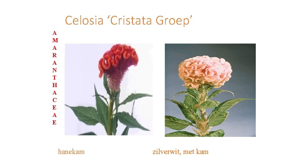 Celosia ‘Cristata Groep’ A M A R A N T H A C E