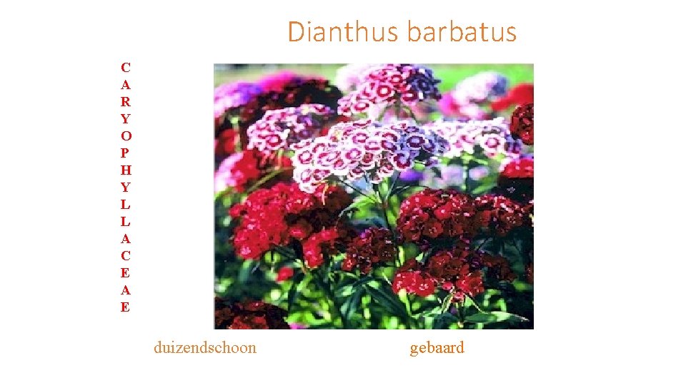 Dianthus barbatus C A R Y O P H Y L L A C