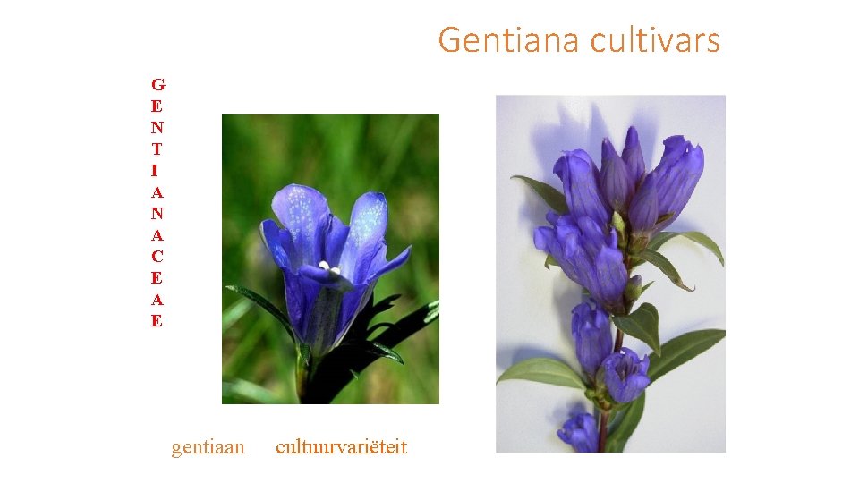 Gentiana cultivars G E N T I A N A C E A E