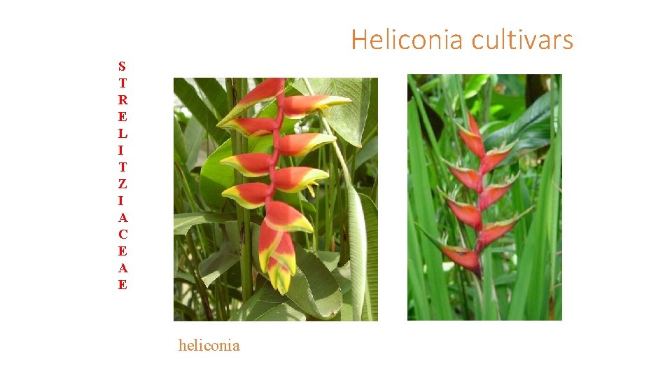 Heliconia cultivars S T R E L I T Z I A C E