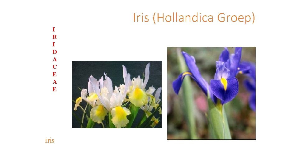 Iris (Hollandica Groep) I R I D A C E A E iris 