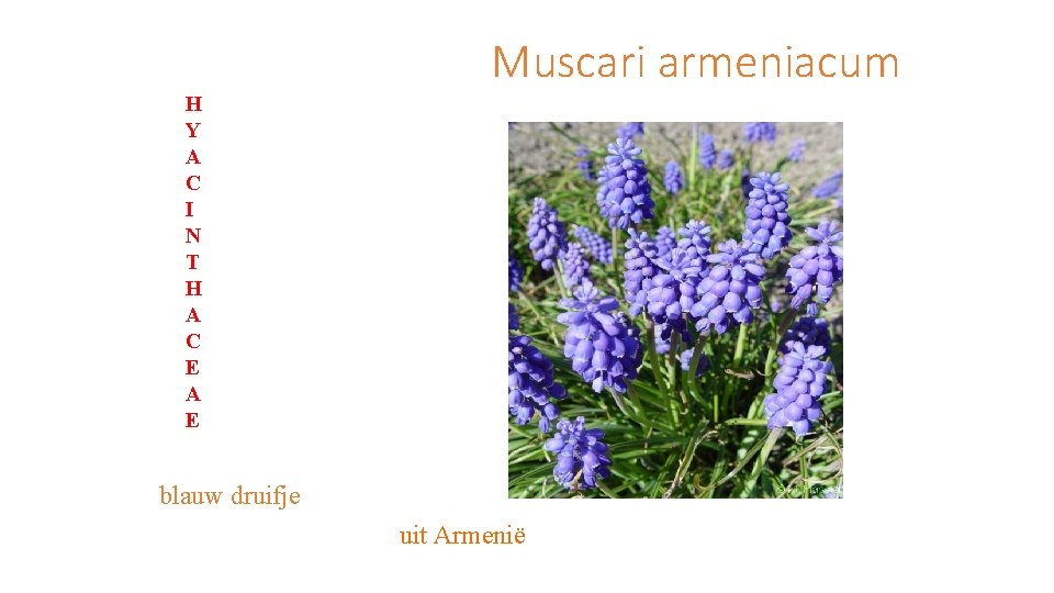 Muscari armeniacum H Y A C I N T H A C E A