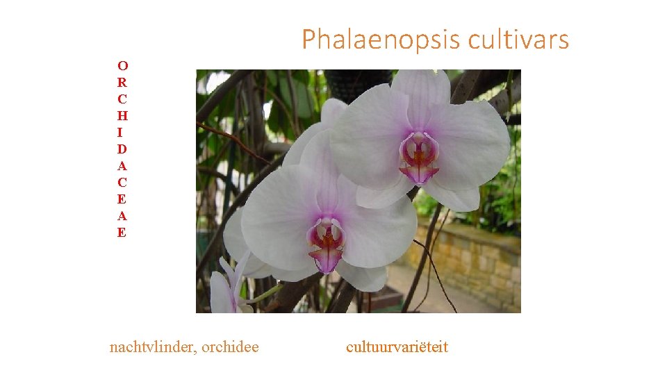 Phalaenopsis cultivars O R C H I D A C E A E nachtvlinder,