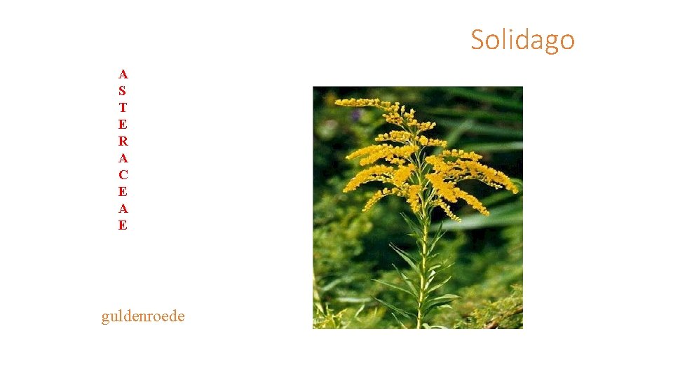 Solidago A S T E R A C E A E guldenroede 