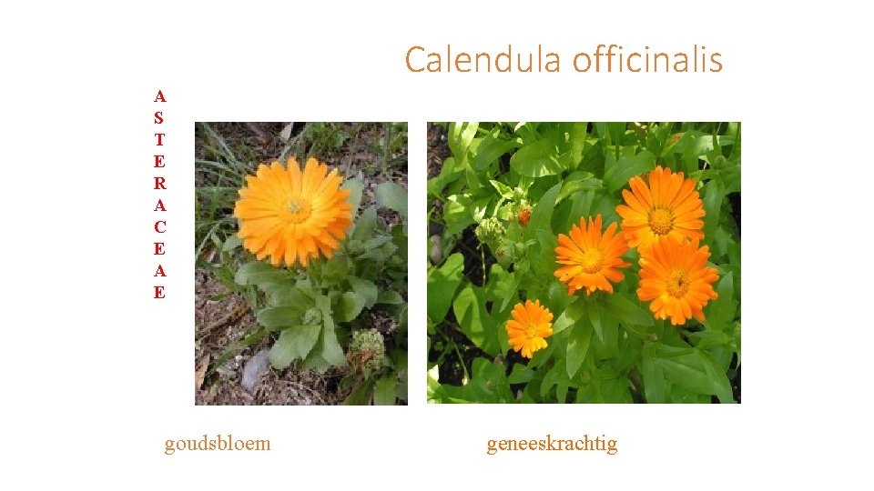 Calendula officinalis A S T E R A C E A E goudsbloem geneeskrachtig