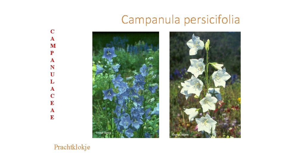 Campanula persicifolia C A M P A N U L A C E A