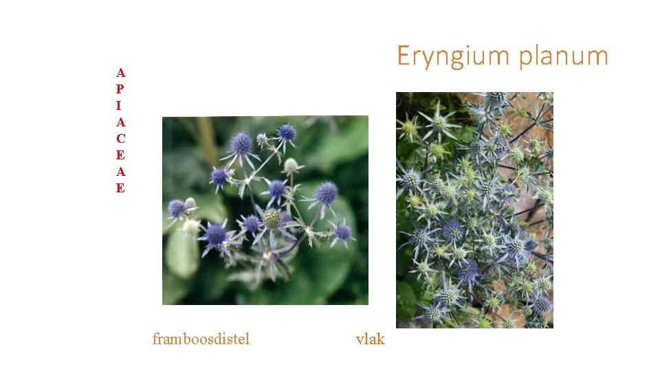 Eryngium planum A P I A C E A E framboosdistel vlak 