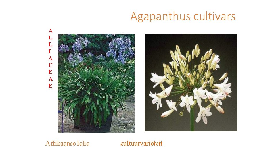 Agapanthus cultivars A L L I A C E Afrikaanse lelie cultuurvariëteit 