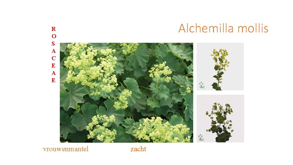 Alchemilla mollis R O S A C E A E vrouwenmantel zacht 