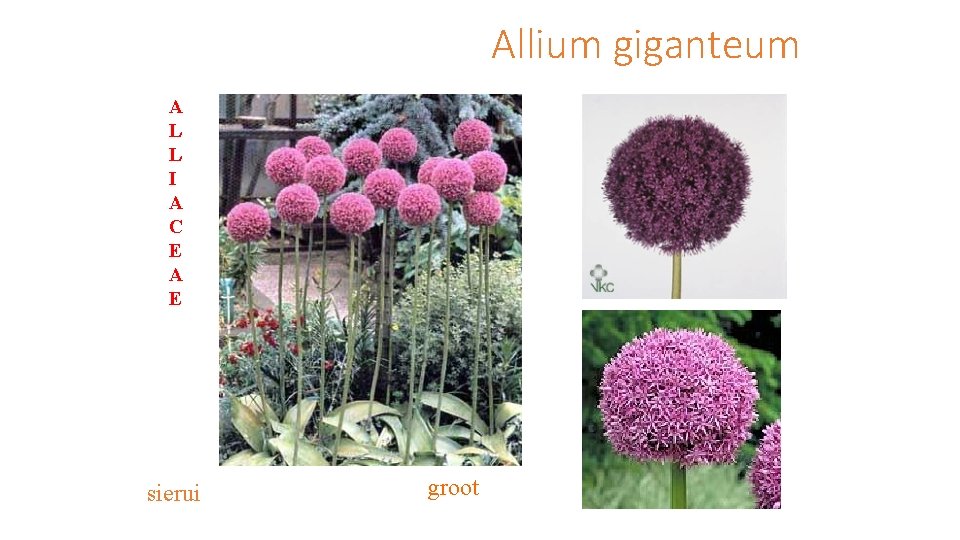 Allium giganteum A L L I A C E A E sierui groot 