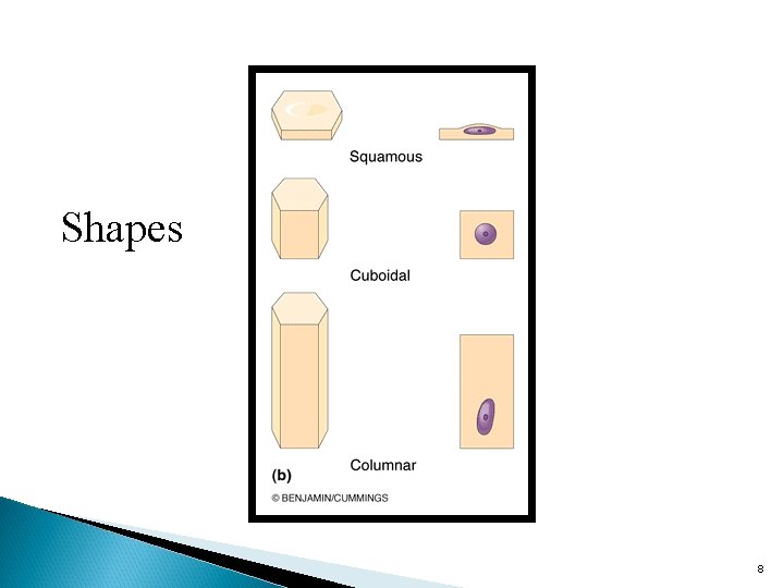 Chapter 4 Tissues Glands Membranes 1 General Definitions