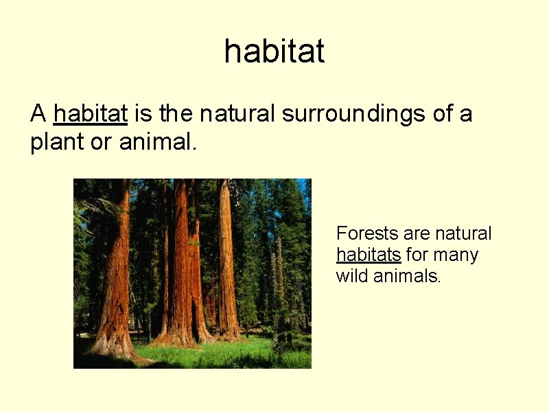 habitat A habitat is the natural surroundings of a plant or animal. Forests are