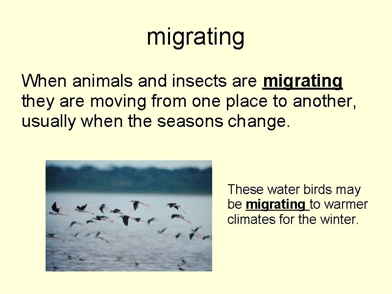migrating When animals and insects are migrating they are moving from one place to
