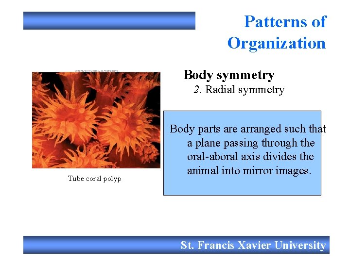 Patterns of Organization Body symmetry 2. Radial symmetry Tube coral polyp Body parts are