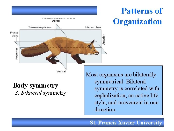 Patterns of Organization Body symmetry 3. Bilateral symmetry Most organisms are bilaterally symmetrical. Bilateral
