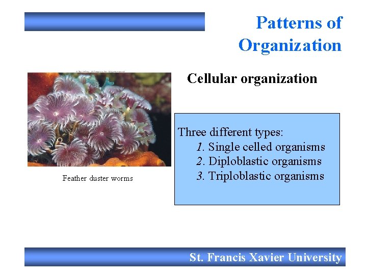 Patterns of Organization Cellular organization Feather duster worms Three different types: 1. Single celled