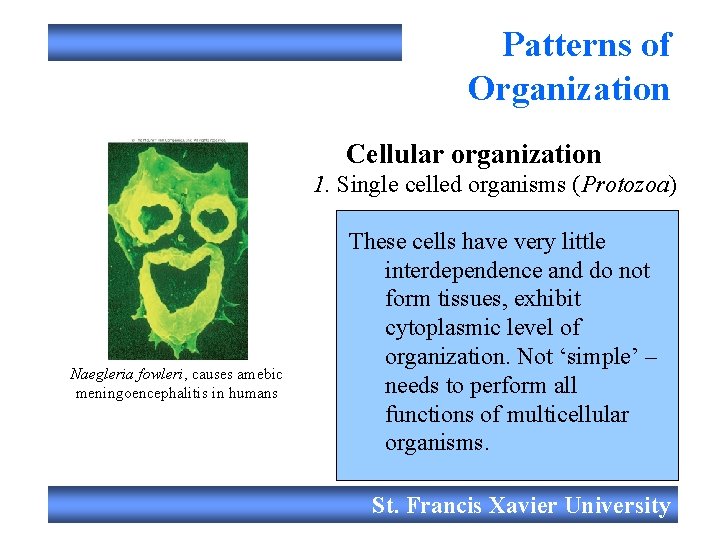 Patterns of Organization Cellular organization 1. Single celled organisms (Protozoa) Naegleria fowleri, causes amebic