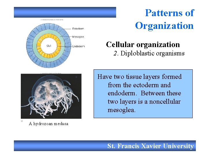 Patterns of Organization Cellular organization 2. Diploblastic organisms Have two tissue layers formed from