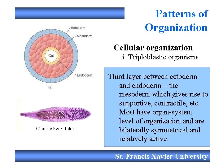 Patterns of Organization Cellular organization 3. Triploblastic organisms Chinese liver fluke Third layer between