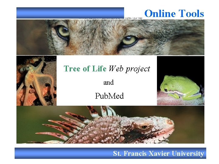 Online Tools Tree of Life Web project and Pub. Med St. Francis Xavier University