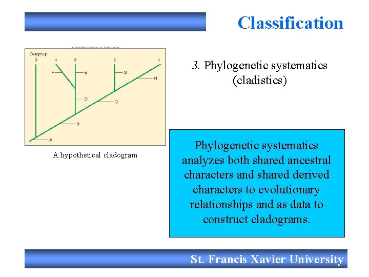 Classification 3. Phylogenetic systematics (cladistics) A hypothetical cladogram Phylogenetic systematics analyzes both shared ancestral