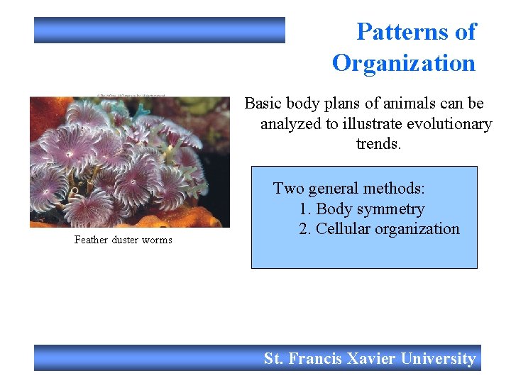 Patterns of Organization Basic body plans of animals can be analyzed to illustrate evolutionary