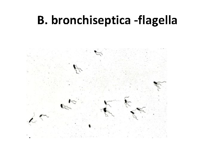 B. bronchiseptica -flagella 