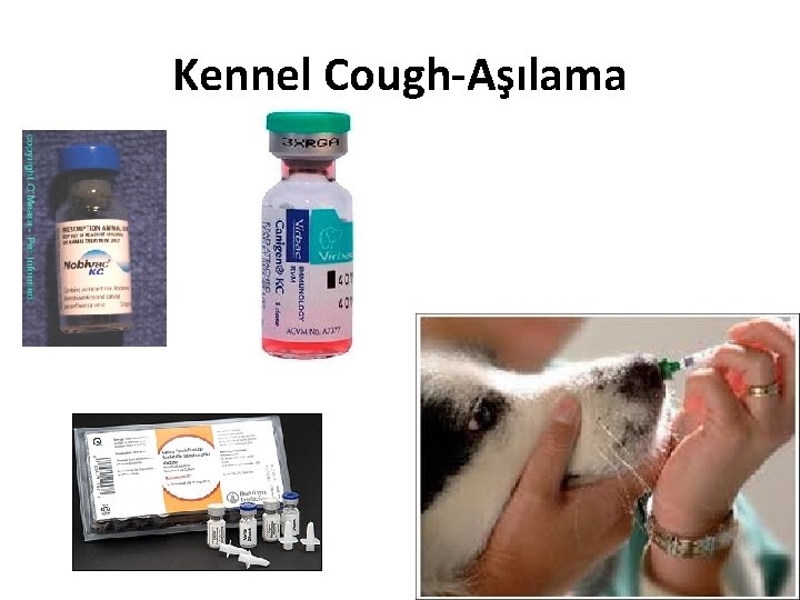 Kennel Cough-Aşılama 