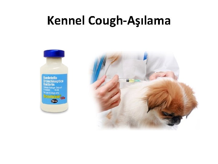 Kennel Cough-Aşılama 