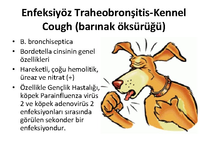 Enfeksiyöz Traheobronşitis-Kennel Cough (barınak öksürüğü) • B. bronchiseptica • Bordetella cinsinin genel özellikleri •
