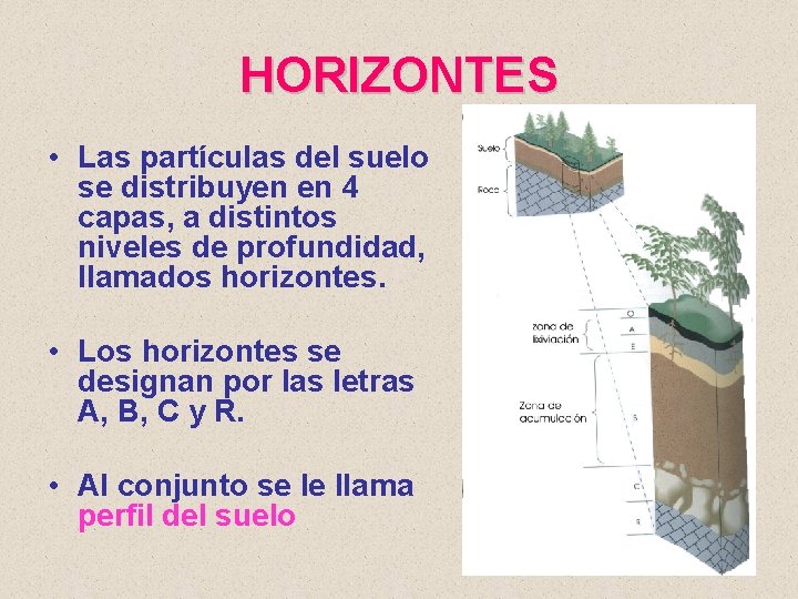 HORIZONTES • Las partículas del suelo se distribuyen en 4 capas, a distintos niveles