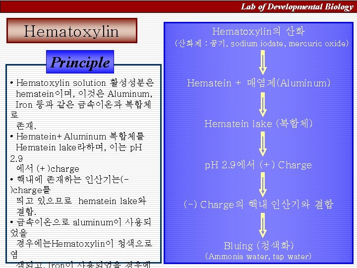 Lab of Developmental Biology Hematoxylin의 산화 (산화제 : 공기, sodium iodate, mercuric oxide) Principle