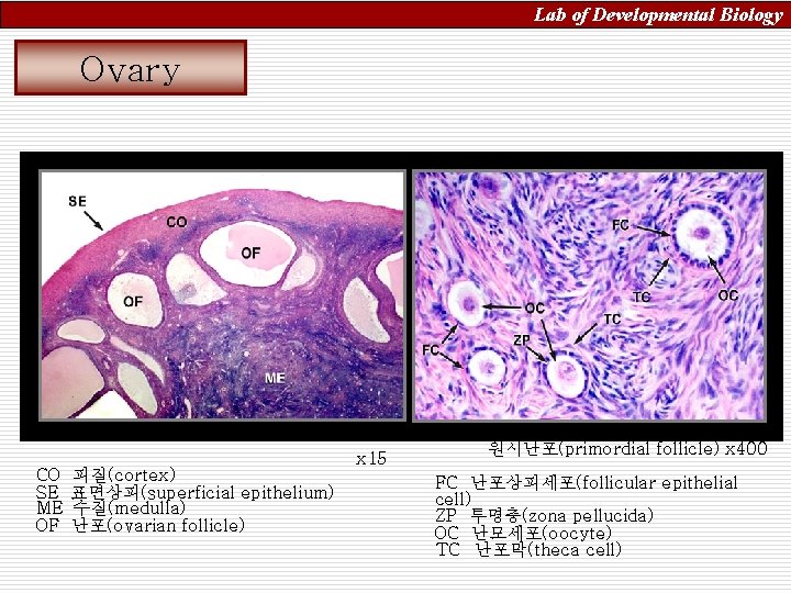 Lab of Developmental Biology Ovary CO SE ME OF 피질(cortex) 표면상피(superficial epithelium) 수질(medulla) 난포(ovarian