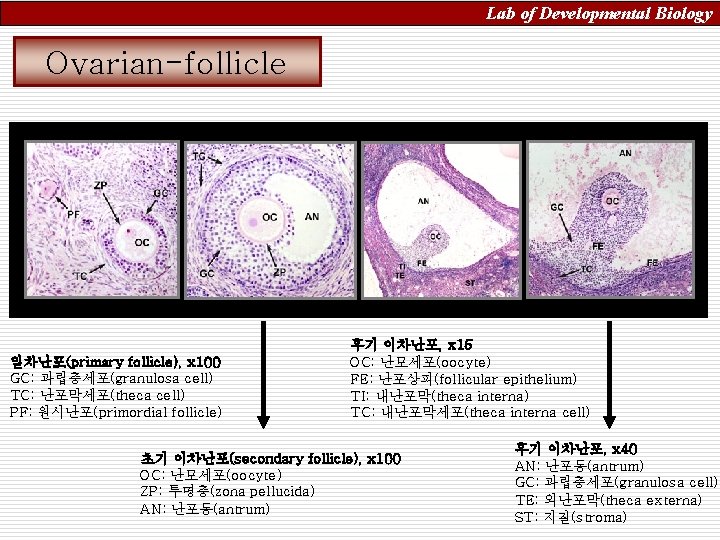 Lab of Developmental Biology Ovarian-follicle 일차난포(primary follicle), x 100 GC: 과립층세포(granulosa cell) TC: 난포막세포(theca