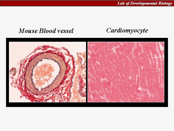 Lab of Developmental Biology Mouse Blood vessel Cardiomyocyte 