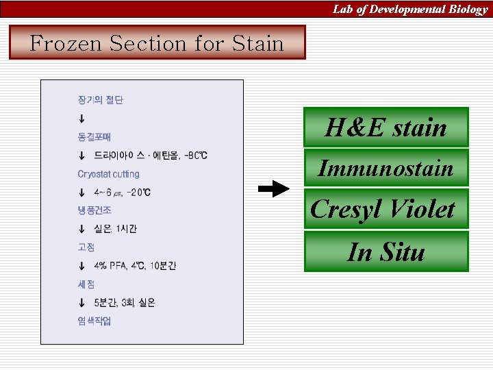 Lab of Developmental Biology Frozen Section for Stain H&E stain Immunostain Cresyl Violet In