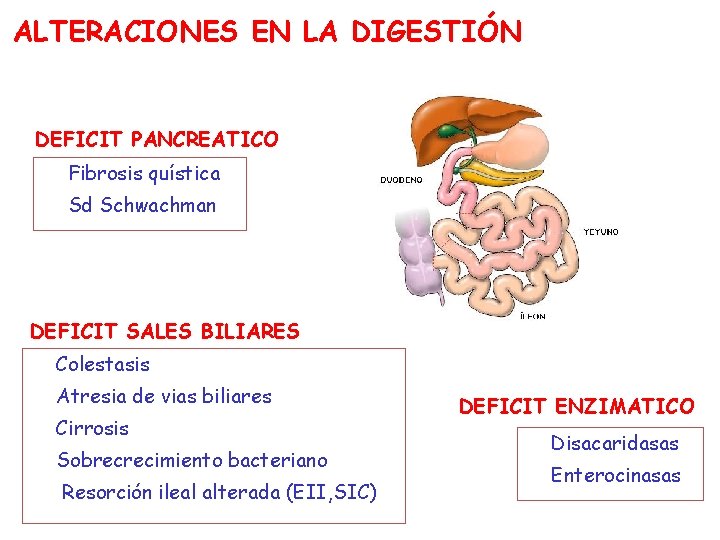 ALTERACIONES EN LA DIGESTIÓN DEFICIT PANCREATICO Fibrosis quística Sd Schwachman DEFICIT SALES BILIARES Colestasis