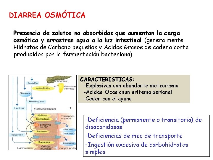 DIARREA OSMÓTICA Presencia de solutos no absorbidos que aumentan la carga osmótica y arrastran