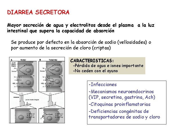 DIARREA SECRETORA Mayor secreción de agua y electrolitos desde el plasma a la luz