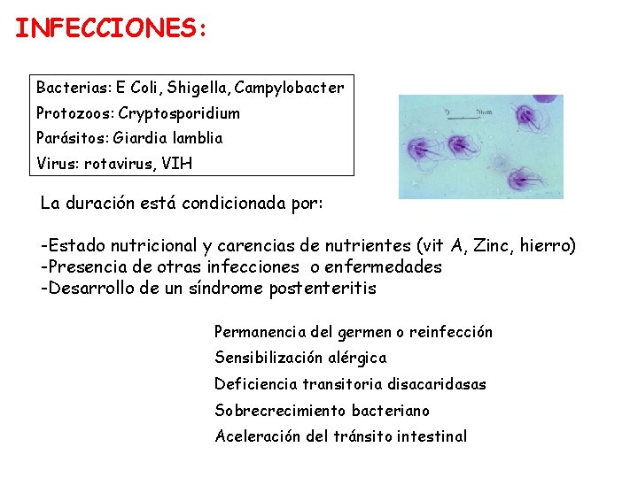 INFECCIONES: Bacterias: E Coli, Shigella, Campylobacter Protozoos: Cryptosporidium Parásitos: Giardia lamblia Virus: rotavirus, VIH