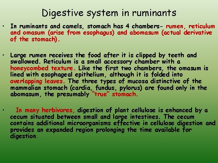 Digestive system in ruminants • In ruminants and camels, stomach has 4 chambers- rumen,