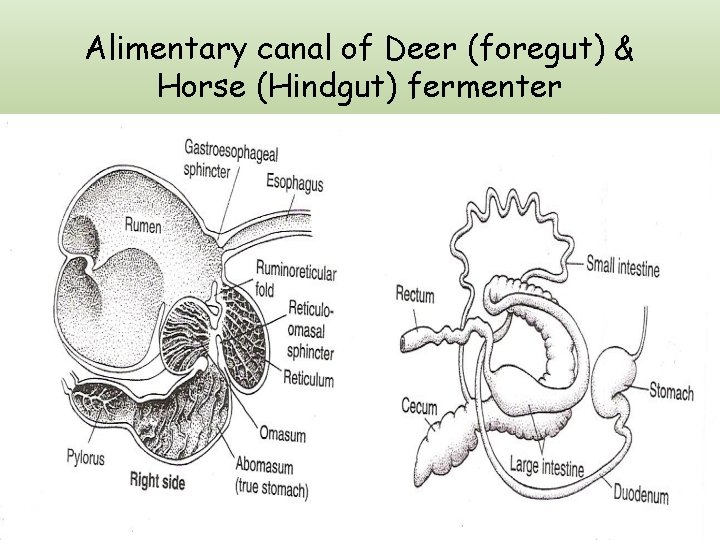 Alimentary canal of Deer (foregut) & Horse (Hindgut) fermenter 