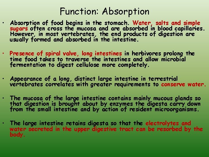 Function: Absorption • Absorption of food begins in the stomach. Water, salts and simple