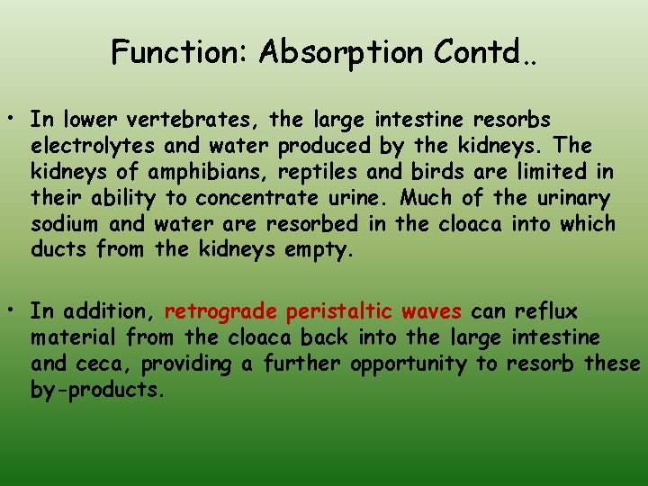 Function: Absorption Contd. . • In lower vertebrates, the large intestine resorbs electrolytes and